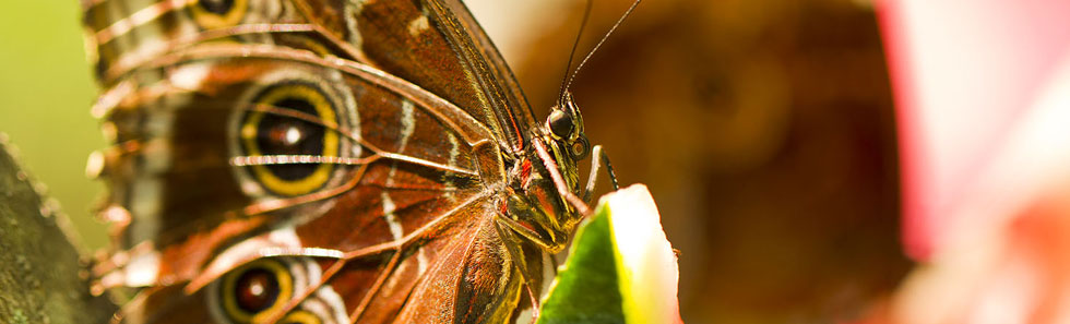 正规可靠的自动攻击网站工具下载