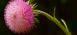 软件集市稳定的自动攻击网站工具下载